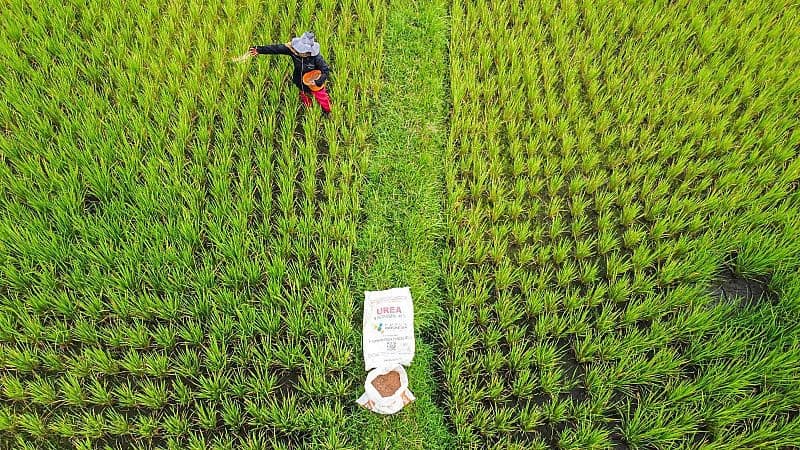 Ilustrasi Petani di Sawah. (Foto: Pupuk Indonesia)